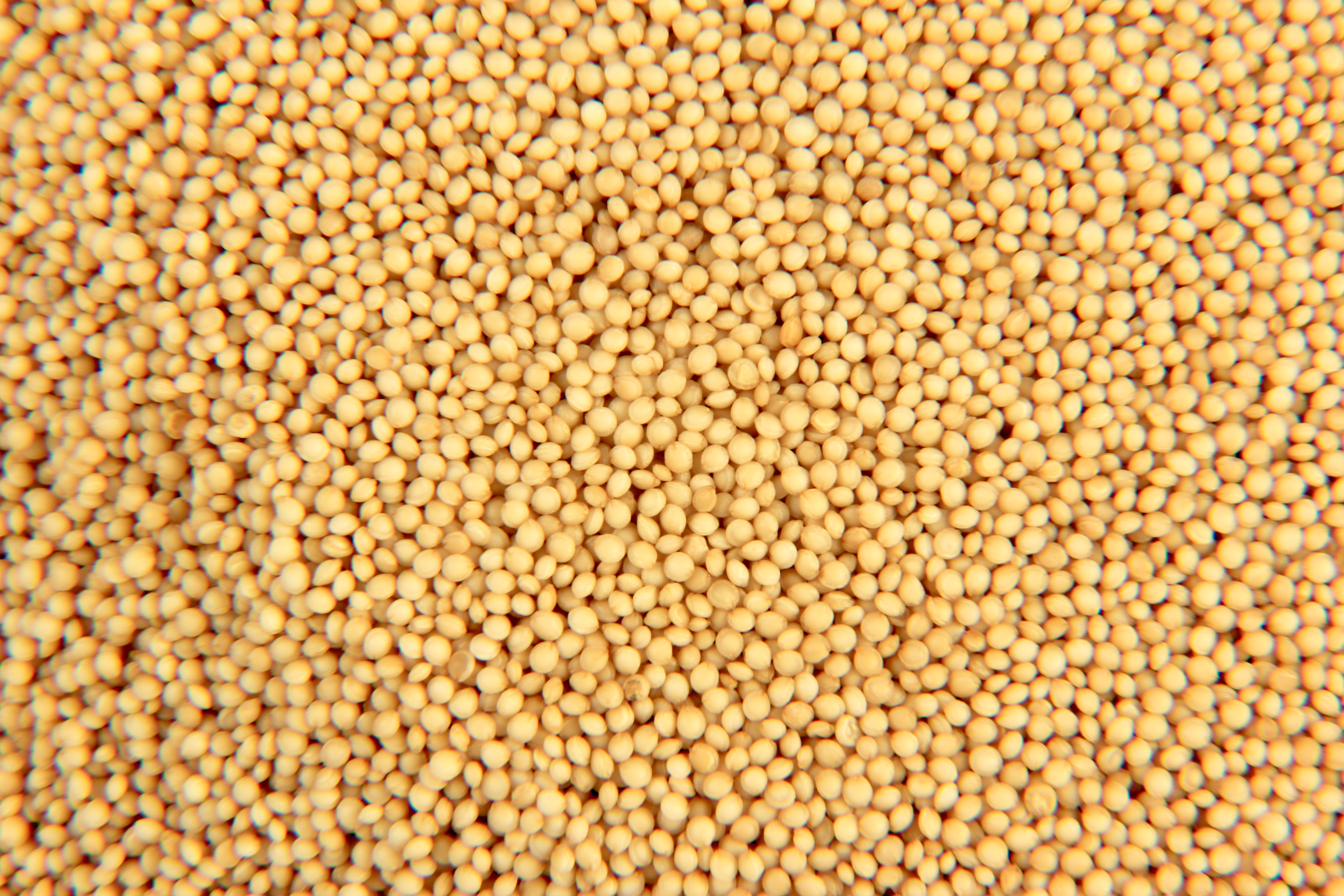 Amaranth Seeds